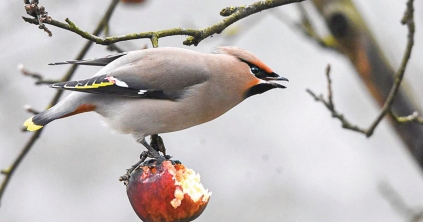 Csemege madárfotósoknak